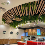 Thi Công Trần Cây Leo Giả Trang Trí Quán Cafe