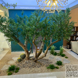 Thi Công Cây Oliu Giả Cao 3m Tán 5m – Biệt Thự Vinhomes Vũ Yên Hải Phòng