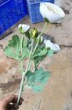 Hoa Giả-Hoa Trà Vải 2 Bông 2 Nụ 55Cm