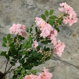 Hoa Giả - Hoa Tường Vi 4 Nhánh 110 Cm