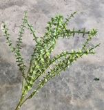 Cây Giả - Cây Lan Tim 5 Nhánh 45 Cm