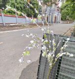 Cây Giả-Cành Hoa Tuyết Mai 100Cm
