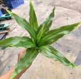 Cây Giả-Cây Lược Vàng 30 Cm