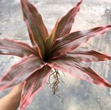 Cây Giả-Cây Huyết Dụ 30 Cm