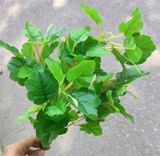 Cây Giả-Cây Nho Giả 5 Nhánh 45Cm
