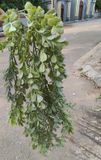 Chùm Cây Lá Rủ Sam Bạc 75 Cm