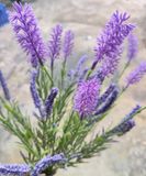 Cây Giả-Cây Oải Hương Lavender 12 Nhánh 40cm