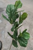 Cây Giả - Cây Bàng Singapo 3 Nhánh Thân Nhỏ 100Cm