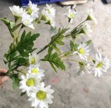 Hoa Giả - Hoa Cúc Họa Mi 4 Nhánh 40 Cm