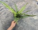 Cây Giả - Cây Dương Xỉ Lá Cao Su 9 Lá 50 Cm