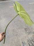 Cây Giả - Lá Khoai Nước Cỡ To 60 Cm