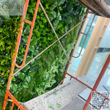 Thi Công Tường Cây Giả Cho Phòng Khám Nha Khoa Lê Hanh Hưng Yên