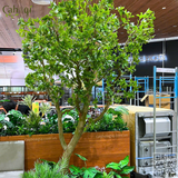 Thi Công Cây Thạch Nam Giả Siêu Thật Tại AEON Hưng Yên – Giải Pháp Xanh Hiện Đại