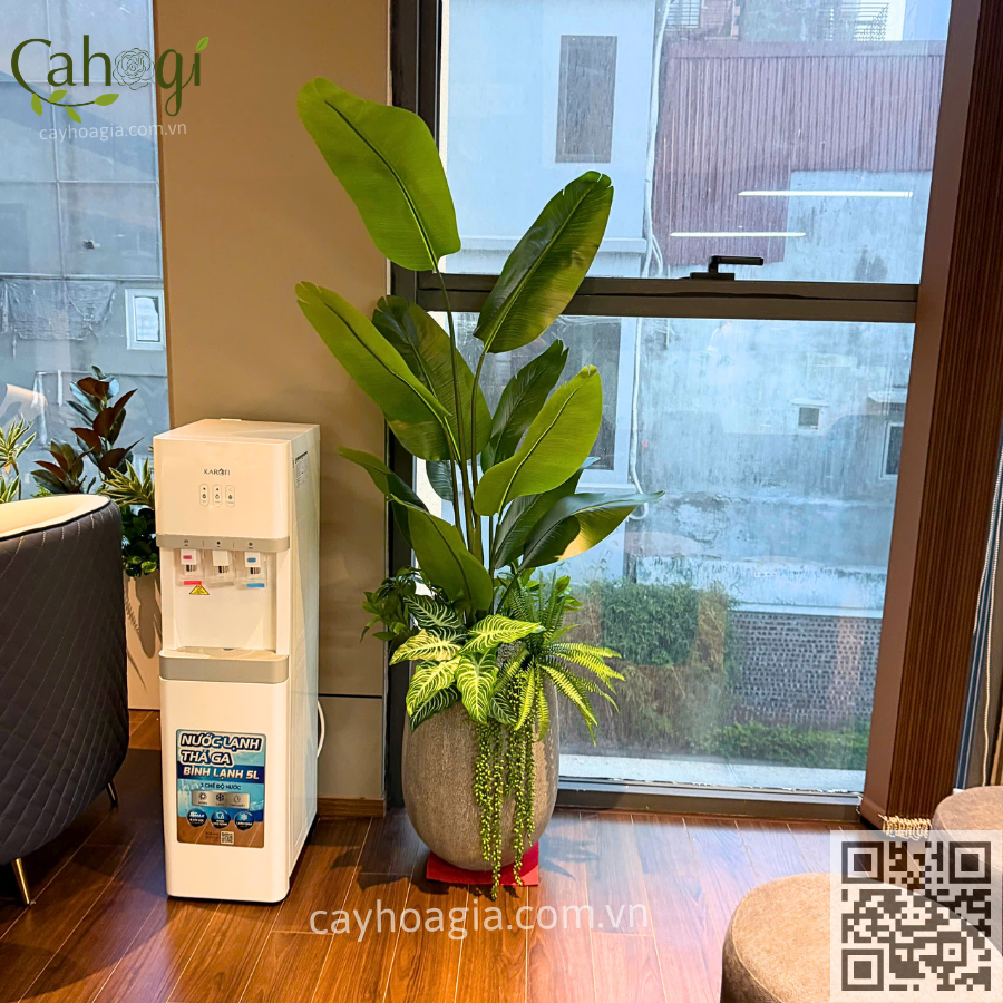 chậu cây chuối giả