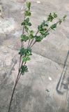 Cành Lá Giả - Cành Thạch Nam 3 Nhánh 100 Cm