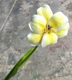 Hoa Giả - Hoa TuLip 1 Bông 55 Cm Nhiều Màu