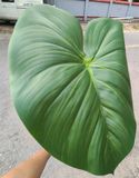 Cây Giả - Lá Khoai Nước Cỡ To 60 Cm