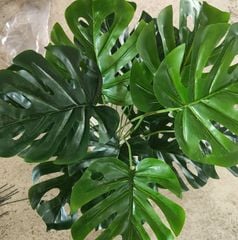 Cây Giả - Cây Dương Xỉ Cao Su 21 Lá 40 Cm