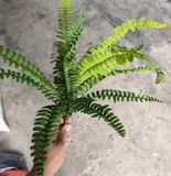Cây Giả - Cây Dương Xỉ Cao Su 15 Lá 50 Cm