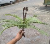Cây Giả - Cây Dương Xỉ CAo Su Ngọn Tím 45 Cm