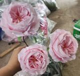 Hoa giả-Hoa Mao Lương 3 bông 70cm Hồng Nhạt