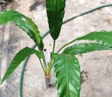 Cây Giả-Cây Ráng Ổ Phụng 7 Nhánh 95cm