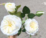 Hoa Giả-Hoa Hồng David Austin 2 Bông 2 Nụ 75Cm