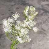 Hoa Giả - Hoa Ren Trắng 5 Nhánh 80 Cm