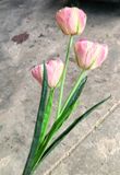 Hoa Giả - Hoa TuLip 3 Bông Kép Nhiều Màu