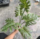 Cây Giả - Cây Trầu Bà Chân Vịt 7 Lá 65 Cm