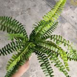 Cây Giả - Cây Dương Xỉ Cao Su 15 Lá 50 Cm