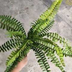 Cây Giả - Cây Trầu Bà Nhựa Lá Rách 5 Nhánh 35Cm