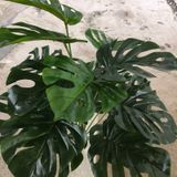 Cây Giả - Cây Trầu Bà Lá Nhựa 18 Lá 75 Cm