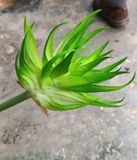 Hoa Giả - Hoa Phúc Lộc 80 Cm