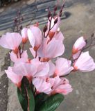 Hoa Giả-Hoa Mộc Lan Lụa 5 Nhánh 45 Cm Hồng Phớt