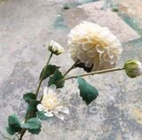 Hoa Giả - Hoa Thược Dược 1 Bông Lớn 80Cm Nhiều Màu