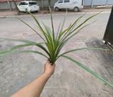 Cây Giả-Cây Nếp Thơm 70 Cm