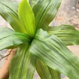 Cây Giả-Cây Thiết Mộc Lan 30 Cm