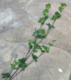 Cành Lá Giả - Cành Thạch Nam 3 Nhánh 100 Cm