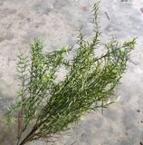 Cây Giả - Cây Hương Thảo 5 Nhánh 65 Cm