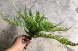 Cây Giả - Cây Dương Xỉ Lá Cao Su 40 Cm