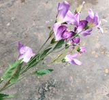 Hoa Giả - Hoa Lay Ơn 80Cm Tím Nhạt