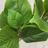 Cây Giả-Cành Lá Cẩm Tú Cầu 2 Ngọn 65 Cm