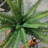 Cây Giả - Cây Dương Xỉ 22 Lá 40 Cm