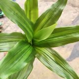 Cây Giả-Cây Lược Vàng 30 Cm
