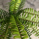 Cây Giả - Cây Dương Xỉ Cao Su 15 Lá 50 Cm
