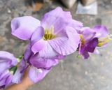 Hoa Giả - Hoa Lay Ơn 80Cm Tím Nhạt