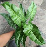 Cây Giả - Cây Môn Hồng Hạc 50Cm 12 Lá