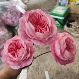 Hoa giả-Hoa Mao Lương 3 bông 70cm Hồng Đậm
