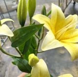 Hoa Giả-Hoa Ly 3 Bông 50cm